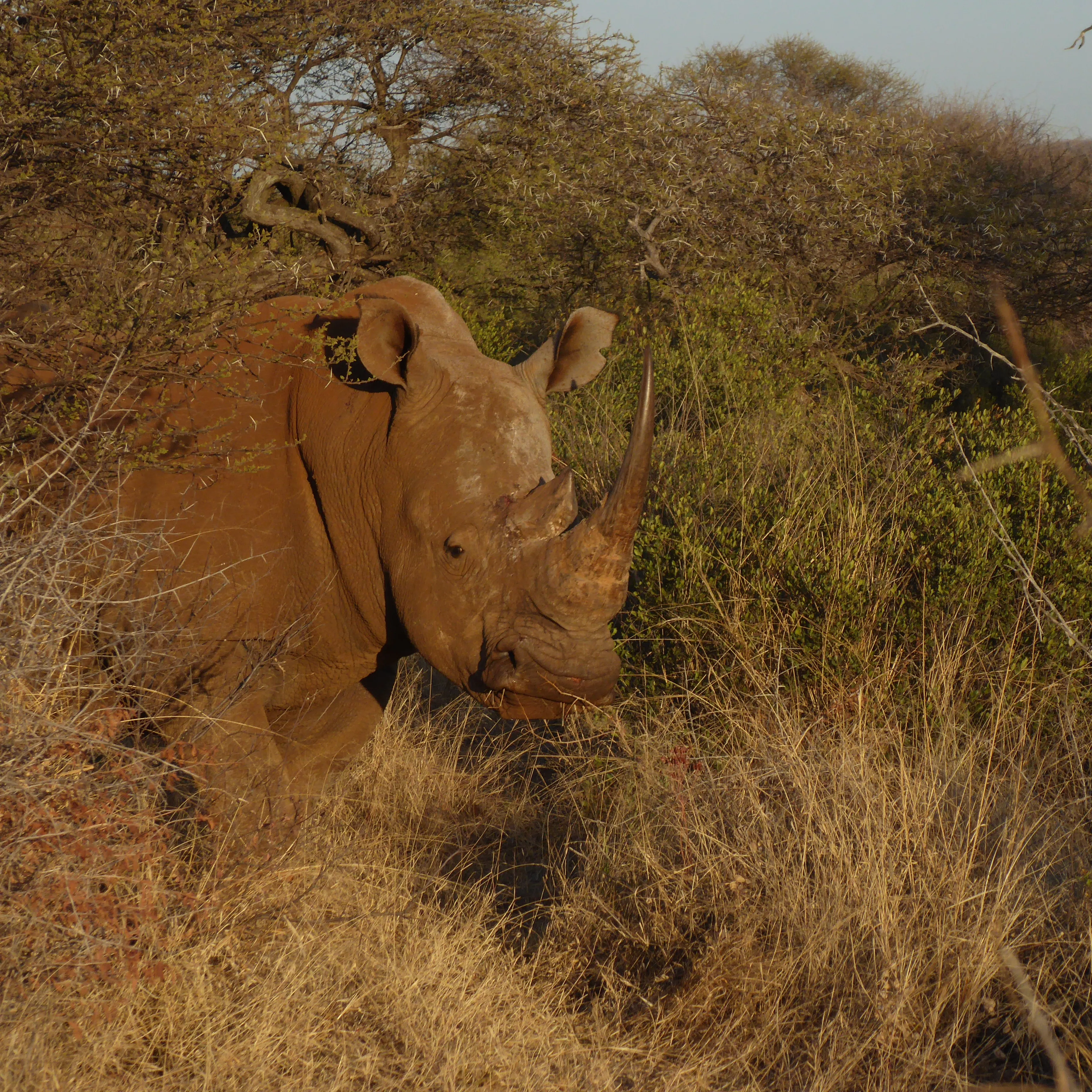 Kruger Safari Photo 3