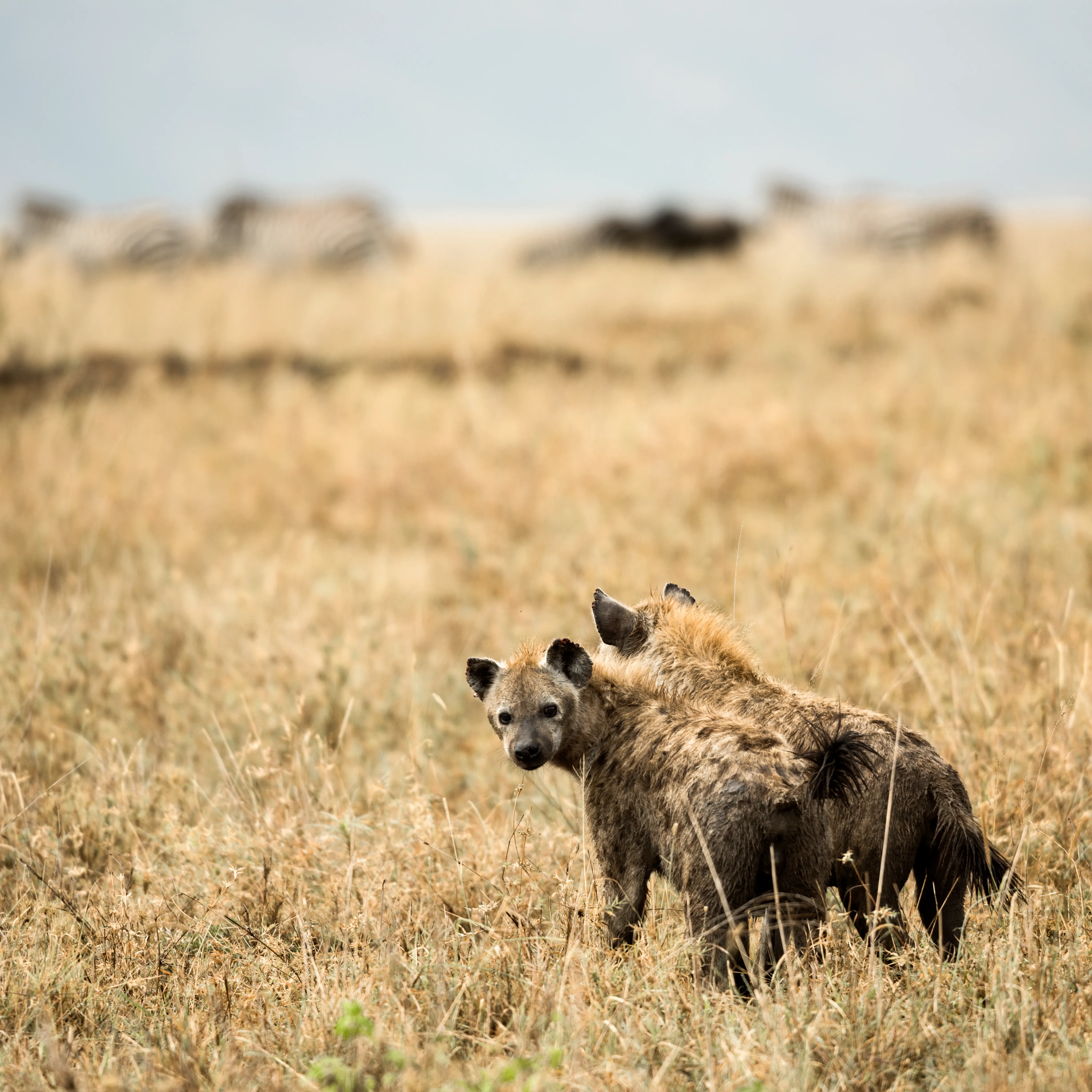 Kruger Safari Photo 7